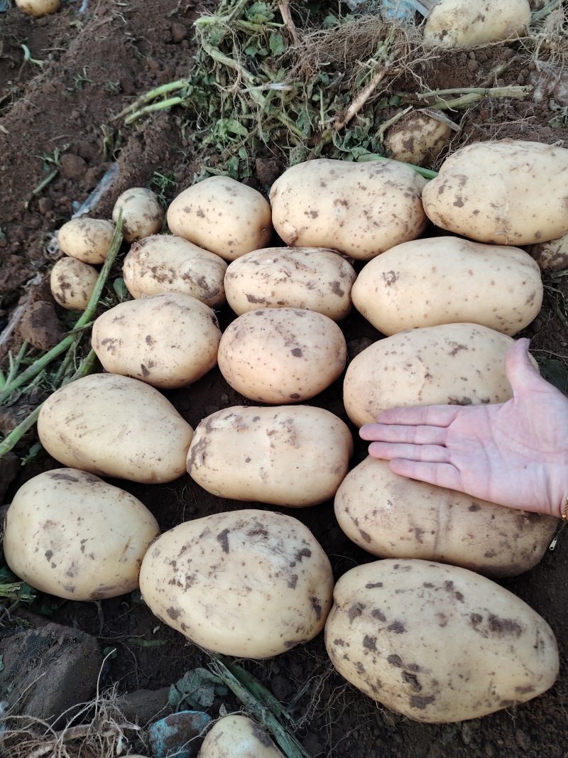 土豆黄心土豆大量上市适合市场商超产地直发