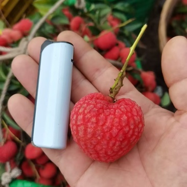 当季水果仙进奉桂味江口荔糯米糍情人荔