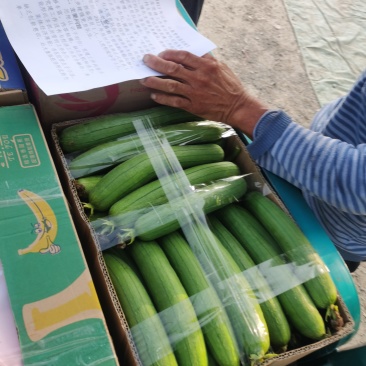 河南丝瓜中牟香丝瓜条形顺直货量大提供纸箱泡沫箱全国接单