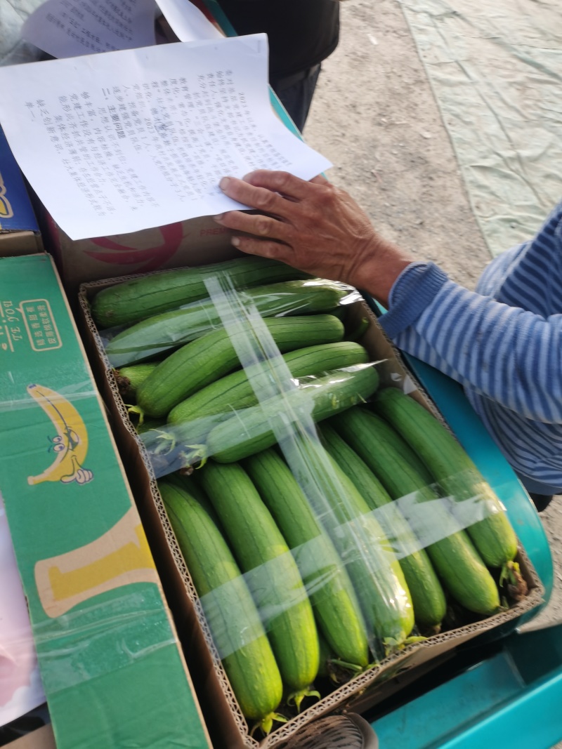 河南丝瓜中牟香丝瓜条形顺直货量大提供纸箱泡沫箱全国接单