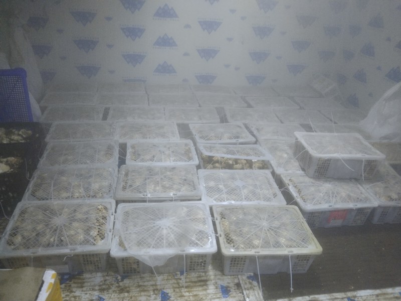 来自深山的黄金诱惑！美味鸡油菌，各类野生菌冻货……