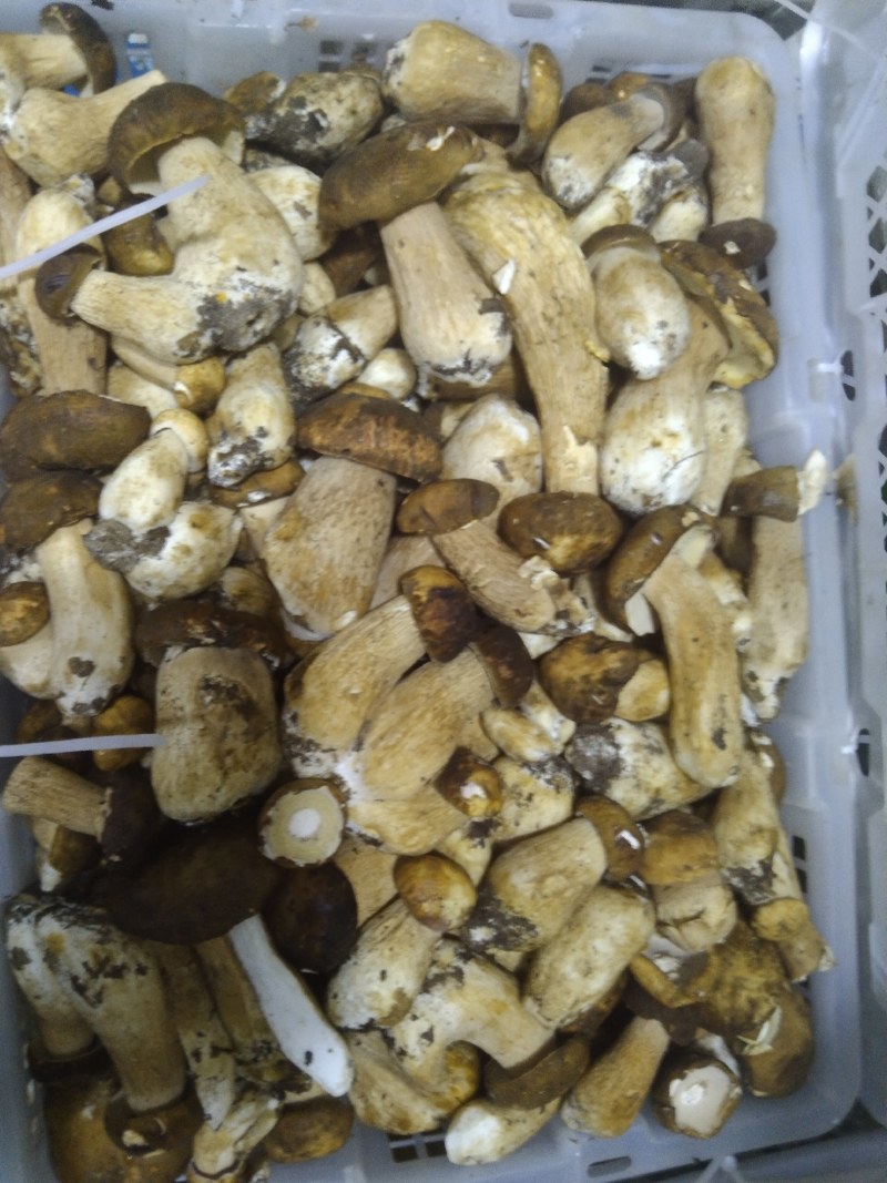 来自深山的黄金诱惑！美味鸡油菌，各类野生菌冻货……