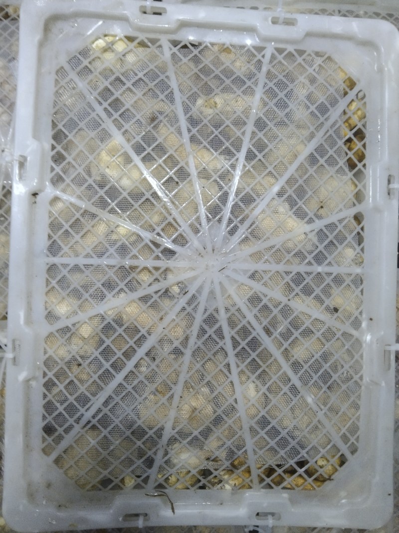 来自深山的黄金诱惑！美味鸡油菌，各类野生菌冻货……