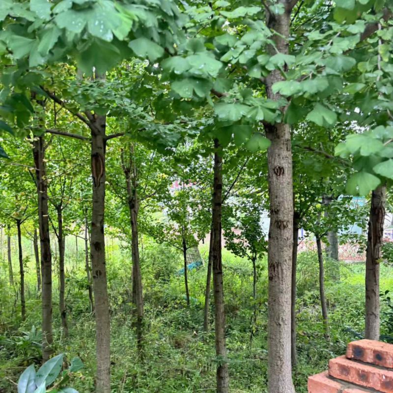 【现挖现发】贵州银杏树基地直发一条龙服务带土发货成活率高