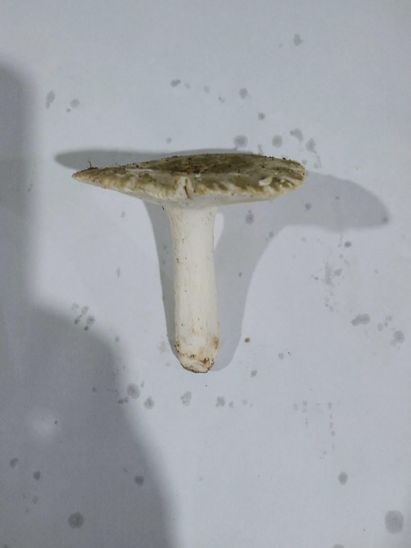 来自深山的黄金诱惑！美味鸡油菌，各类野生菌冻货……