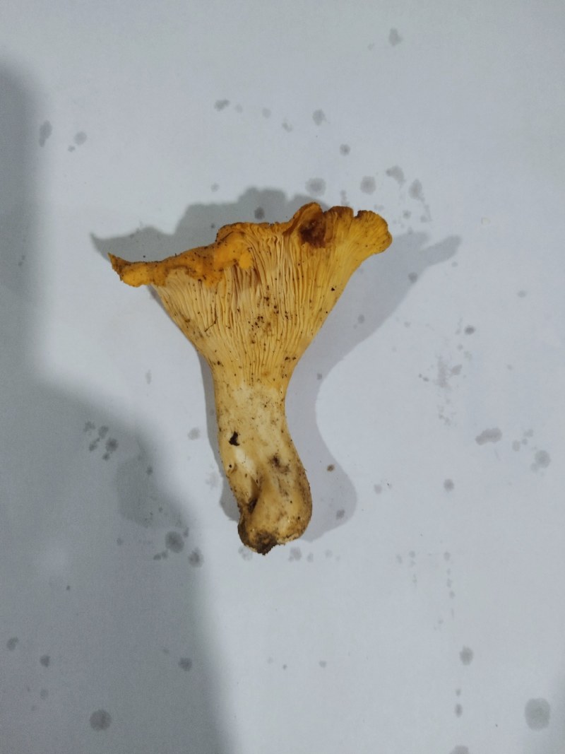 来自深山的黄金诱惑！美味鸡油菌，各类野生菌冻货……