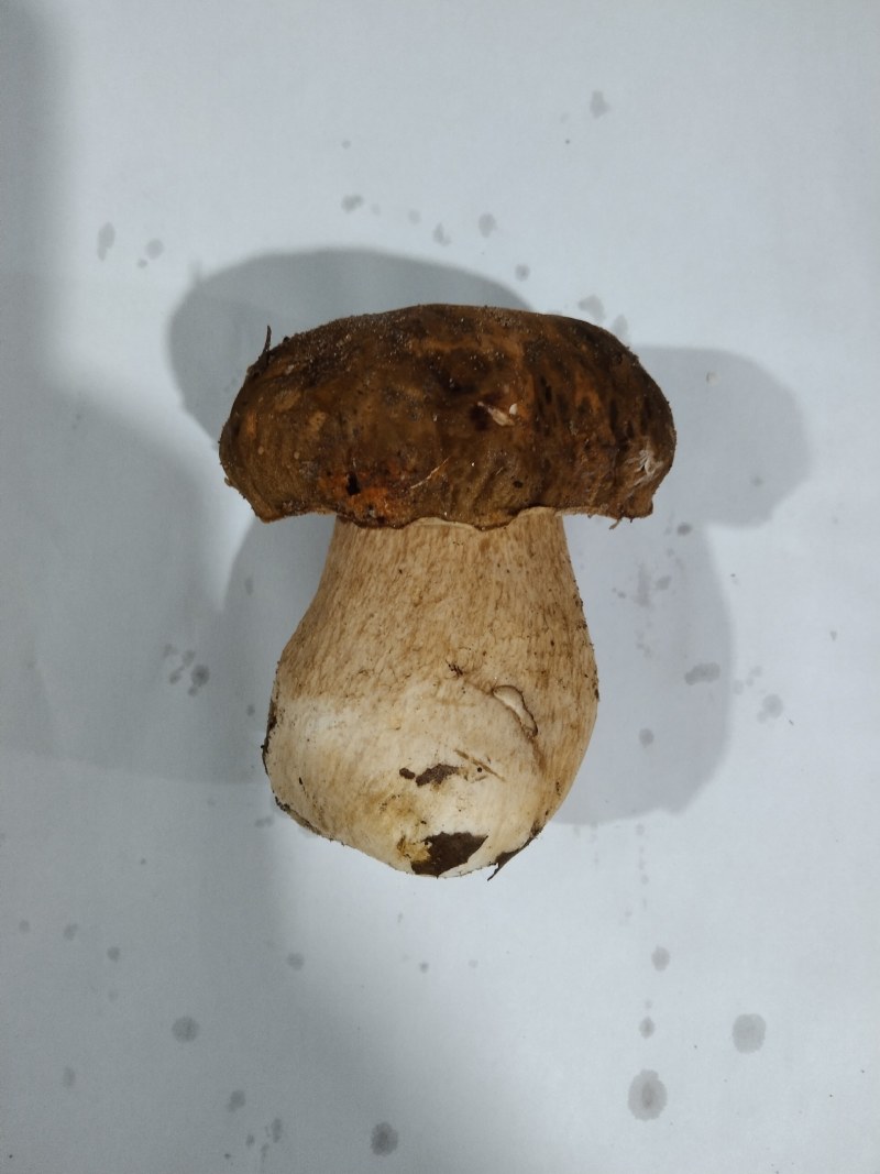 来自深山的黄金诱惑！美味鸡油菌，各类野生菌冻货……