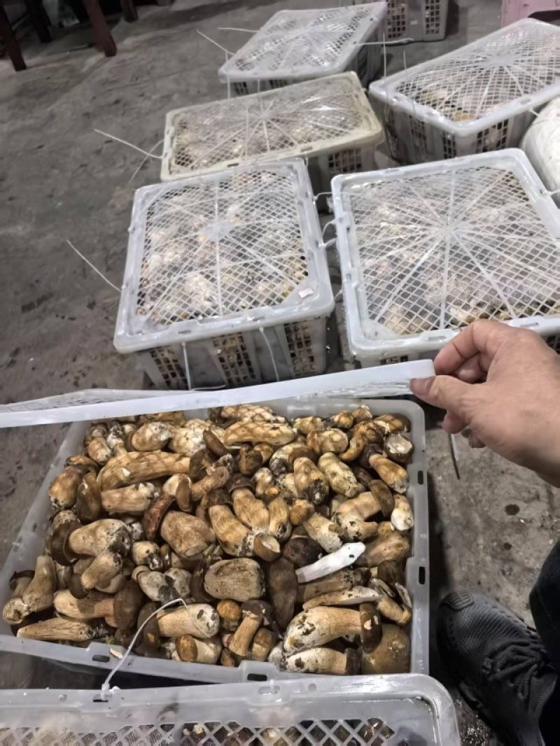 来自深山的黄金诱惑！美味鸡油菌，各类野生菌冻货……