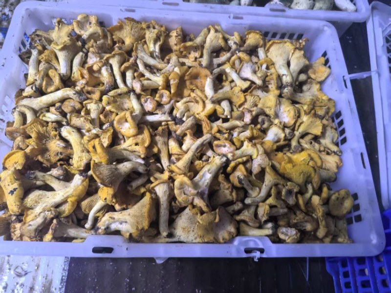 来自深山的黄金诱惑！美味鸡油菌，各类野生菌冻货……