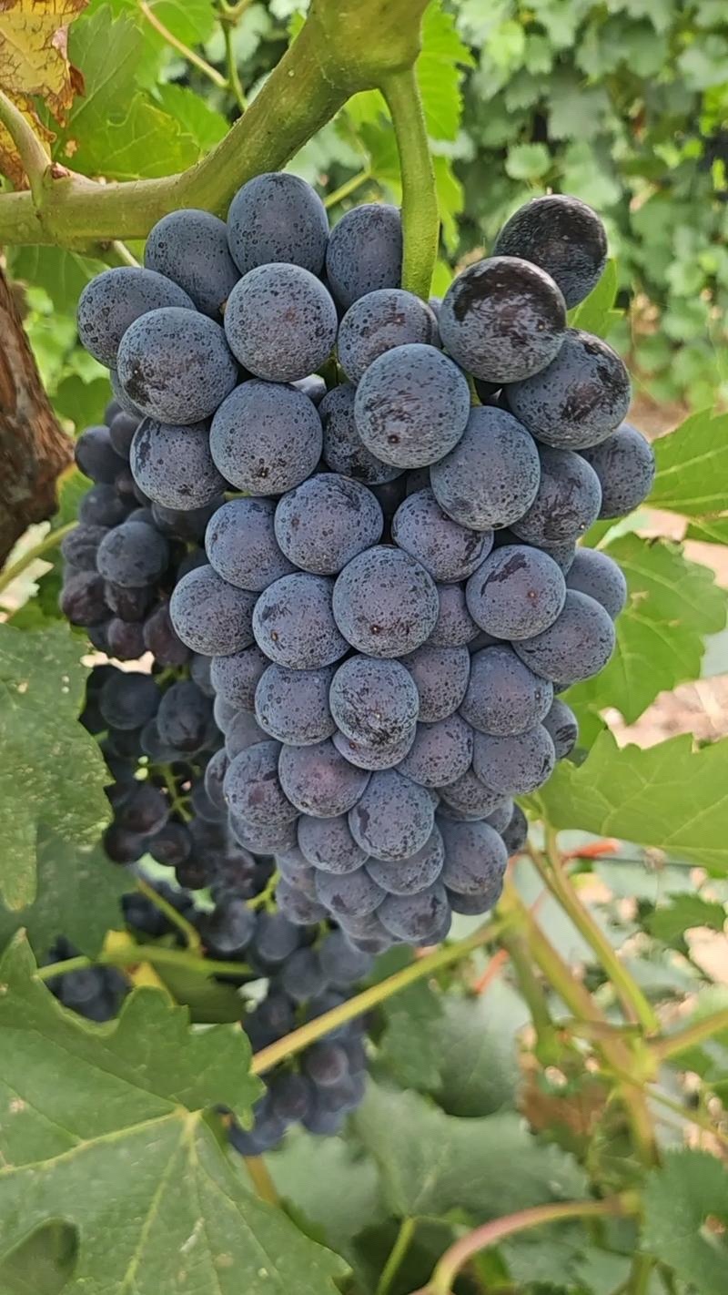 产地直销货源充足夏黑葡萄阳光玫瑰葡萄
