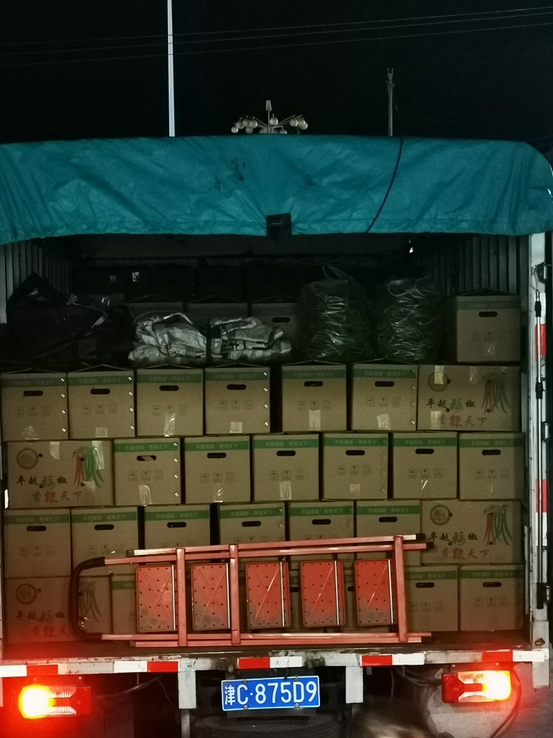 贵州基地线椒大量出货