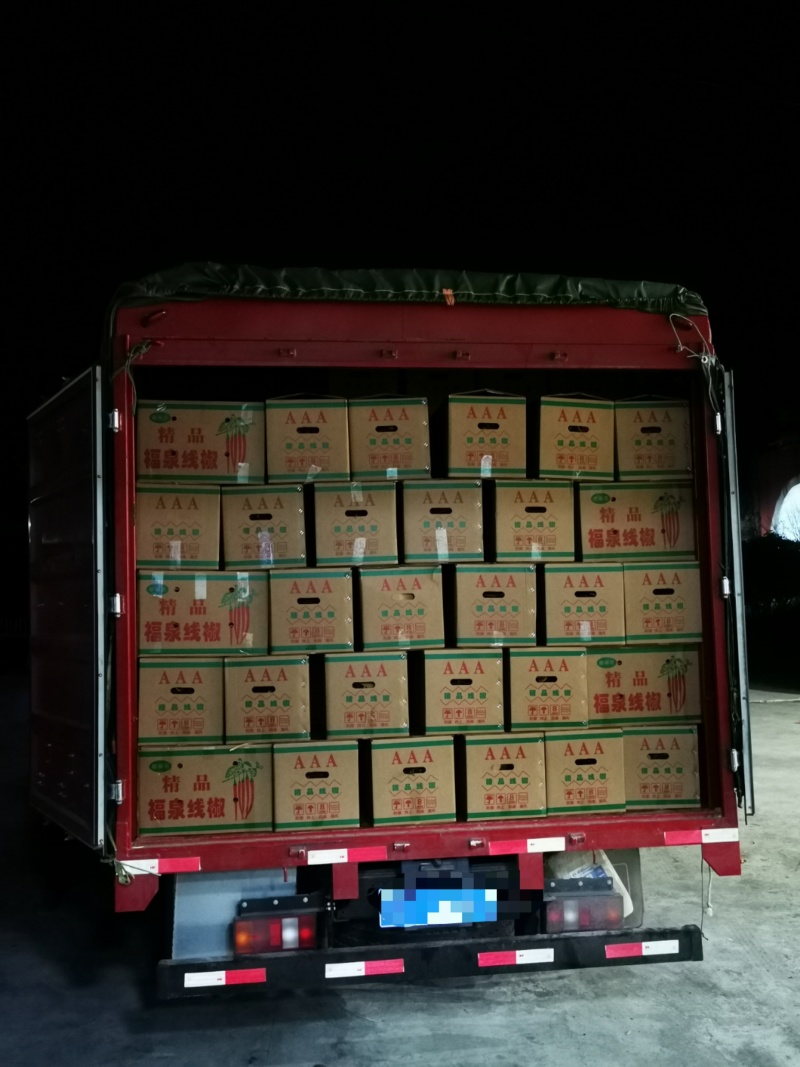 贵州基地线椒大量出货