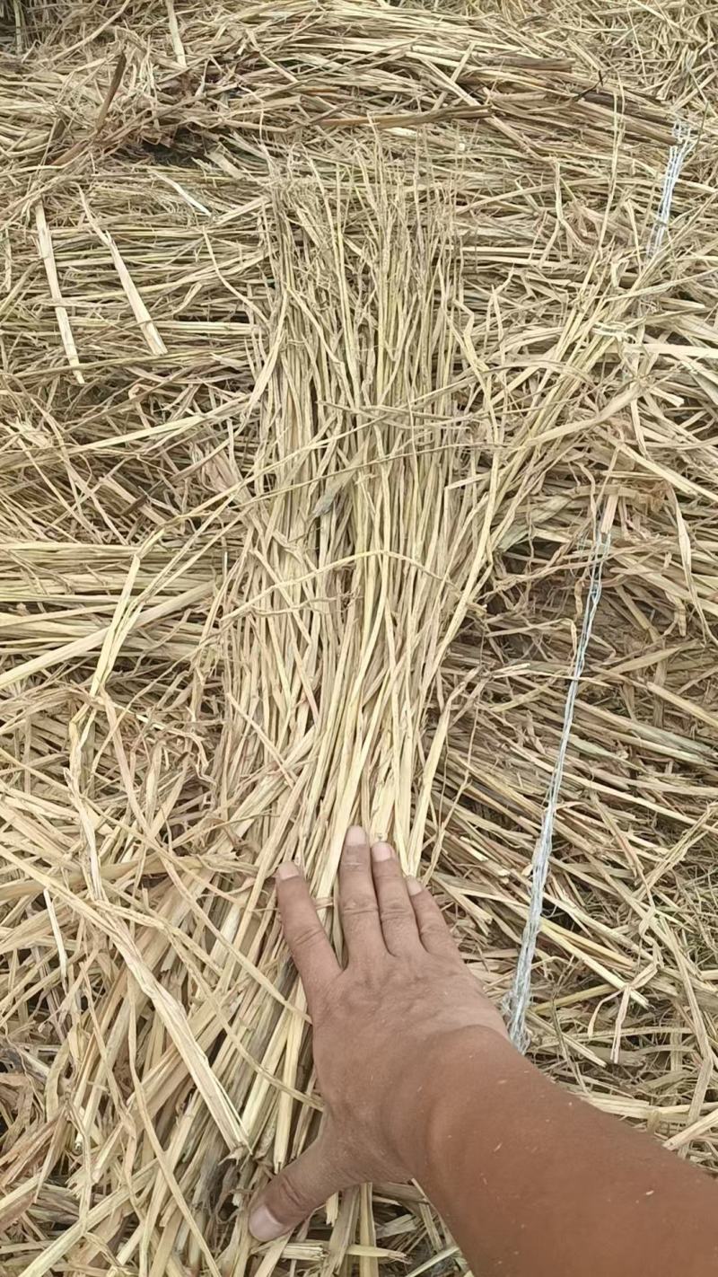 治沙稻草，长度70-90公分，水份12左右。