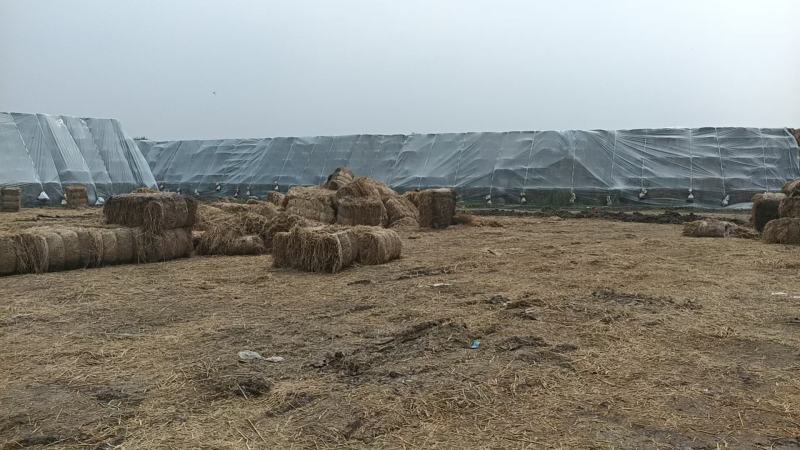 治沙稻草，长度70-90公分，水份12左右。