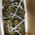 正宗的三门青蟹，农户直销，水产螃蟹类青蟹，诚信经营