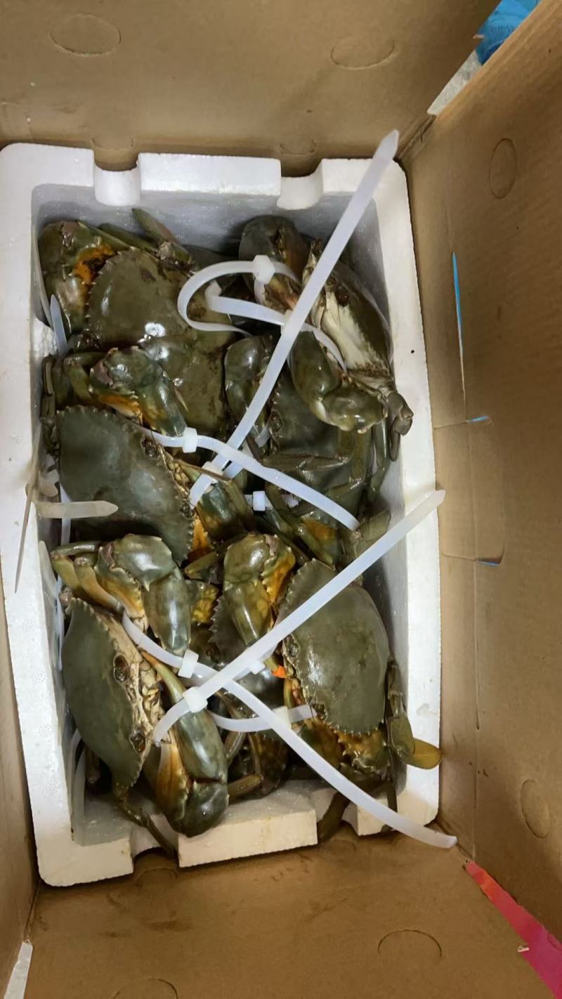 正宗的三门青蟹，农户直销，水产螃蟹类青蟹，诚信经营