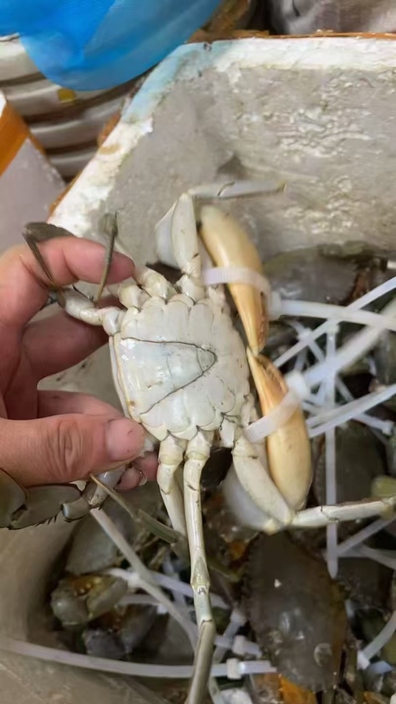 正宗的三门青蟹，农户直销，水产螃蟹类青蟹，诚信经营