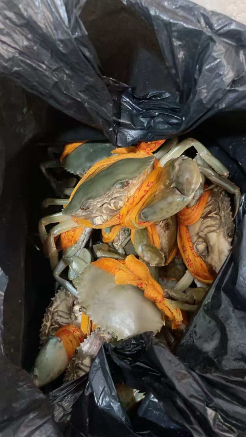 正宗的三门青蟹，农户直销，水产螃蟹类青蟹，诚信经营