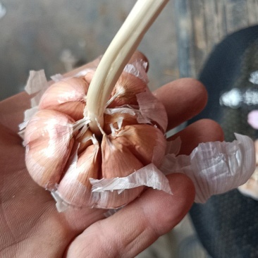 金乡太空蒜种