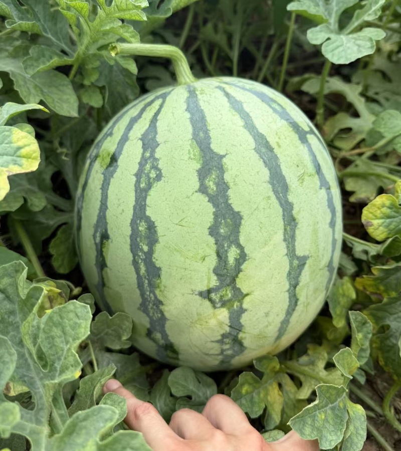 《麦茬美都》周口扶沟/有籽西瓜/产地代发全国/包熟包甜