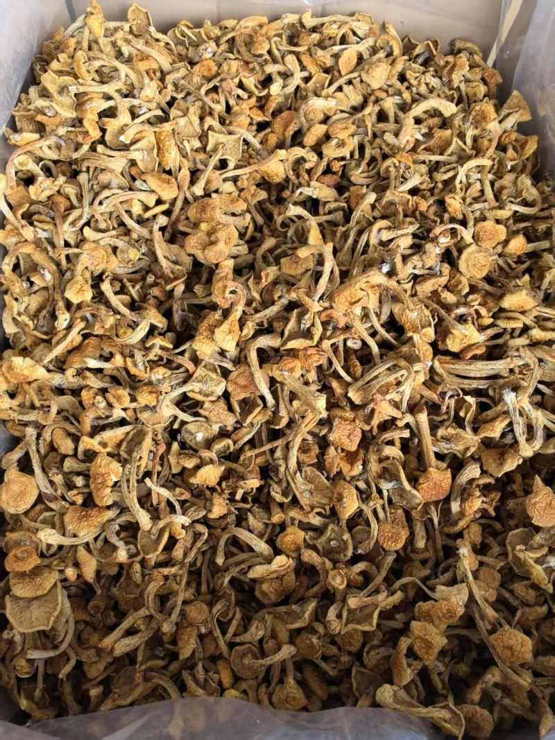 滑子菇货源充足，产地直发，诚信经营，欢迎客商来电