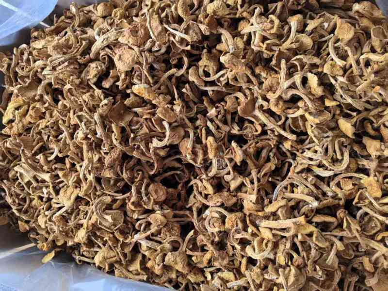 滑子菇货源充足，产地直发，诚信经营，欢迎客商来电