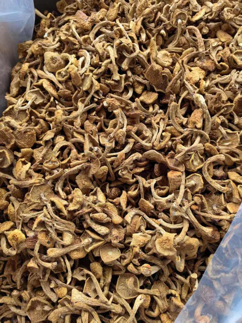 滑子菇货源充足，产地直发，诚信经营，欢迎客商来电