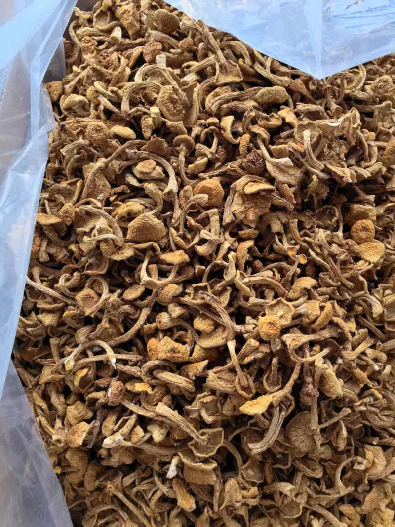 滑子菇货源充足，产地直发，诚信经营，欢迎客商来电