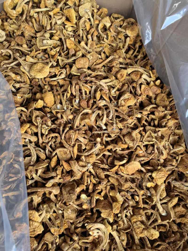 滑子菇货源充足，产地直发，诚信经营，欢迎客商来电