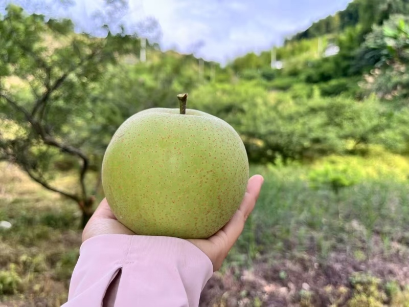 蜜梨自家果园