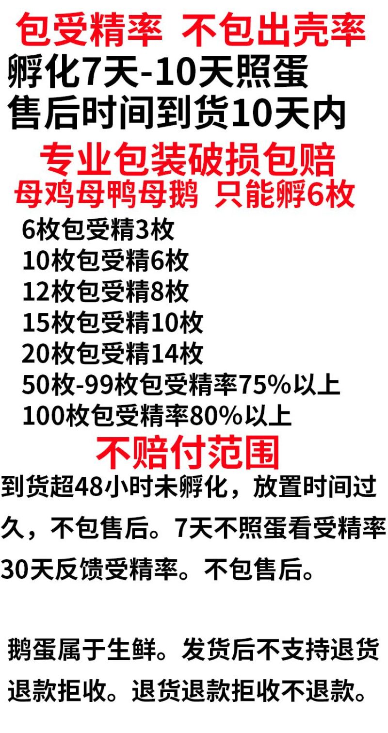 大三花鹅蛋种蛋受精蛋可孵化6枚5枚五龙鹅新鲜四季鹅泰州鹅