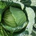 连花白甘蓝货源充足自己种植不是代办