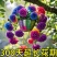 金心金边大花吊兰驱蚊四季开花大花浓香型花卉盆栽