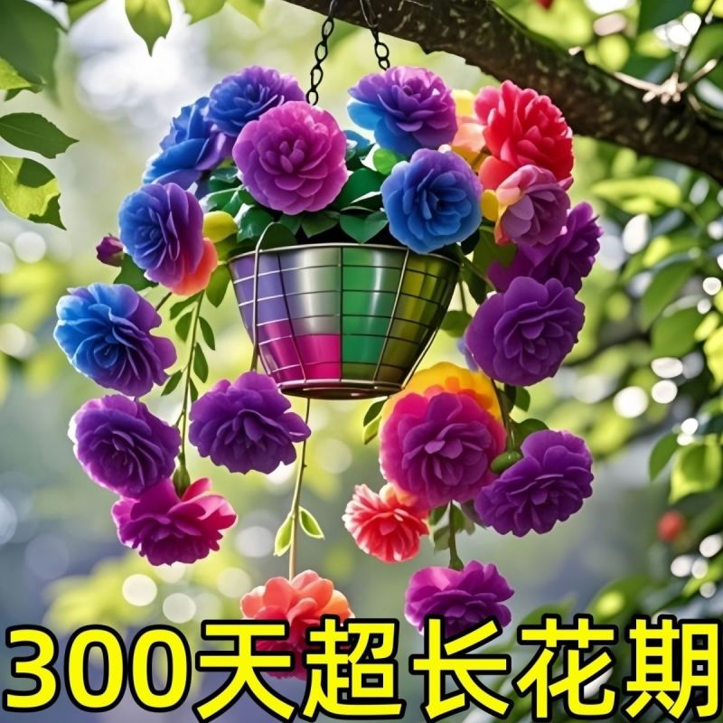 金心金边大花吊兰驱蚊四季开花大花浓香型花卉盆栽