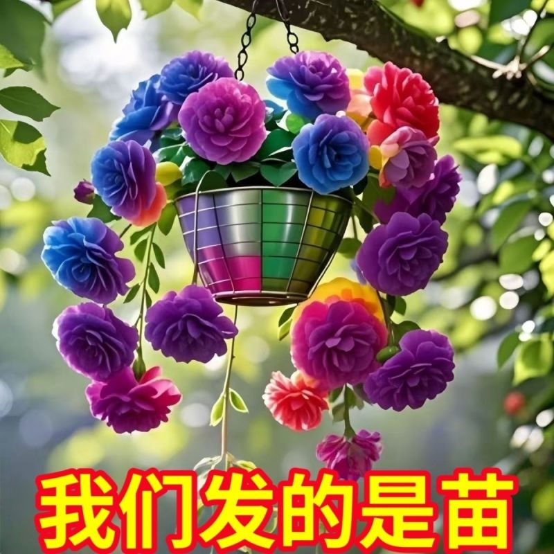 金心金边大花吊兰驱蚊四季开花大花浓香型花卉盆栽