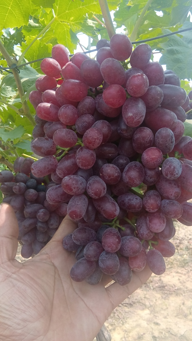 巨盛一号夏黑