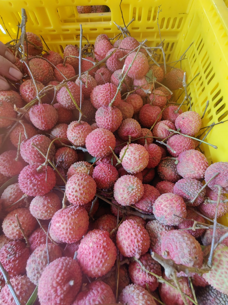 桂味，鸭头绿多