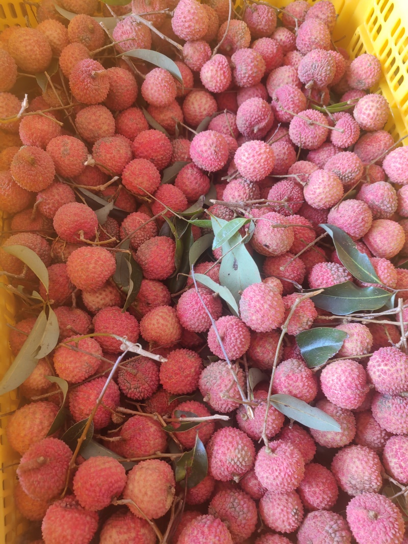 桂味，鸭头绿多