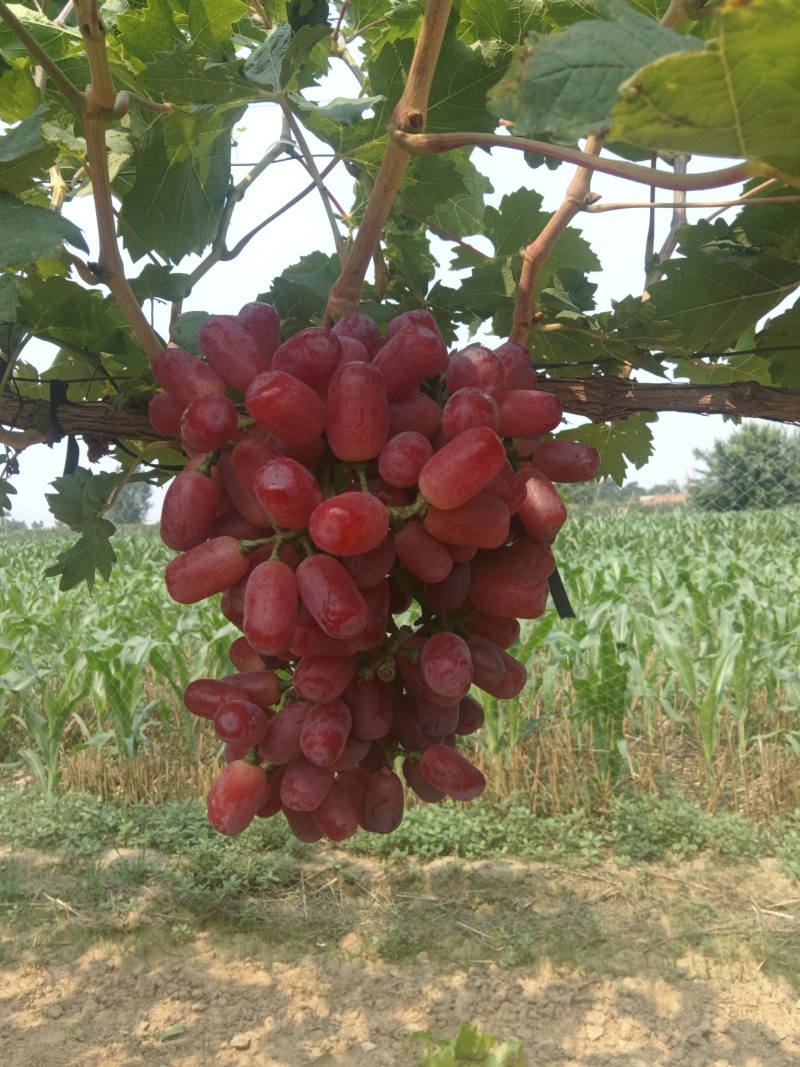 巨盛一号夏黑