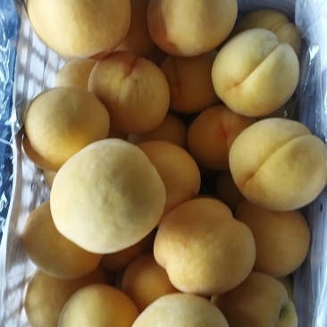 桃