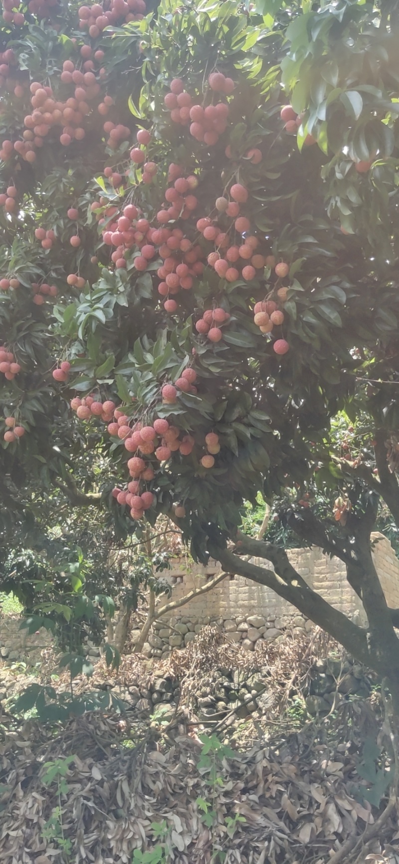 禾荔荔枝