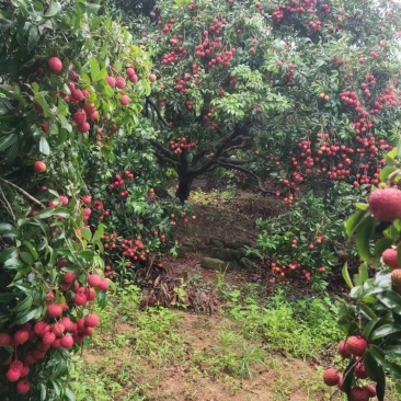 禾荔荔枝