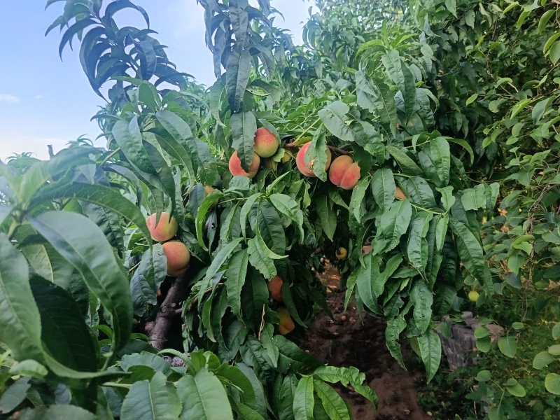 红不软桃基地直销量大质优价格优惠一手货源欢迎咨询
