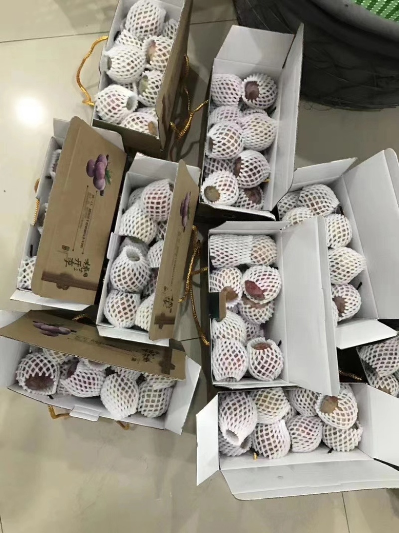嵊州羲之桃形李李子7月的紫色的诱惑，不容错过