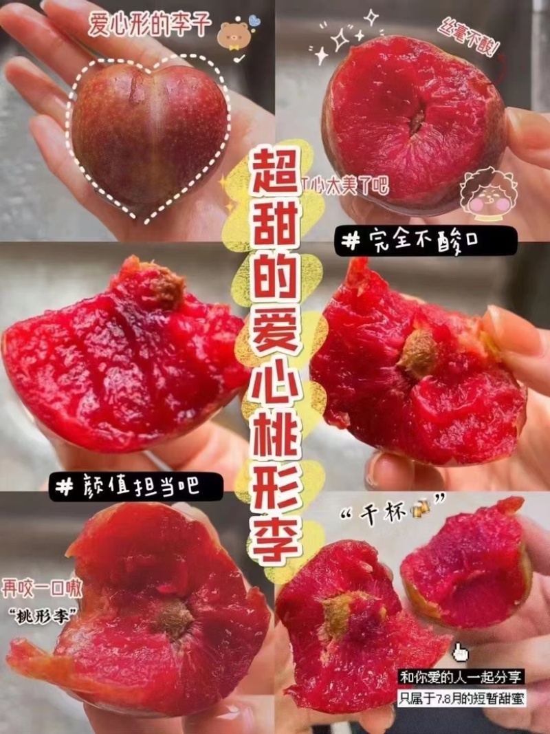 嵊州羲之桃形李李子7月的紫色的诱惑，不容错过