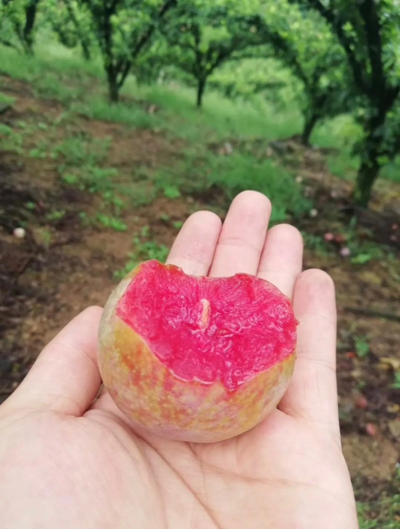 嵊州羲之桃形李李子7月的紫色的诱惑，不容错过