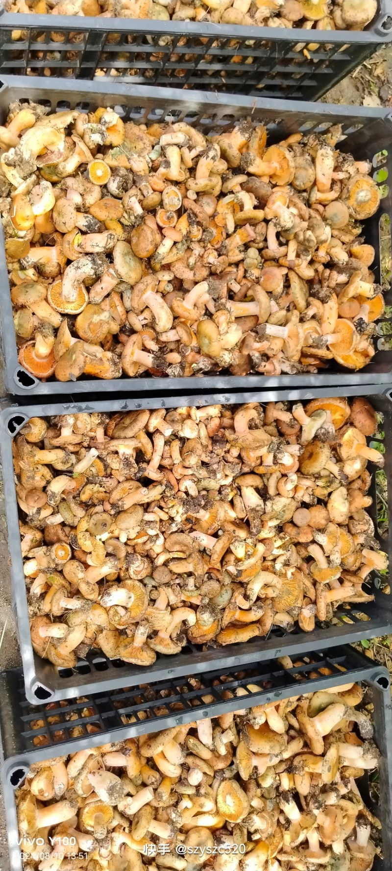甘肃牛肝菌，甘肃临夏松树菇