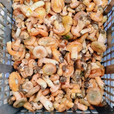 甘肃牛肝菌，甘肃临夏松树菇