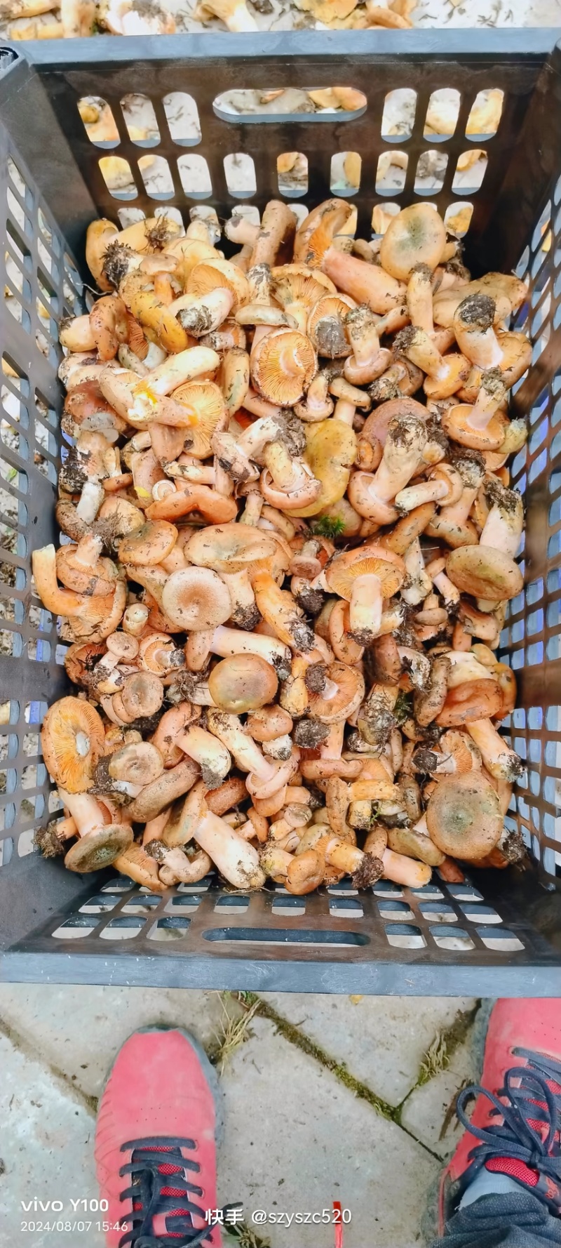 甘肃牛肝菌，甘肃临夏松树菇