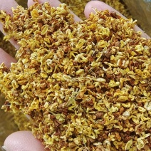桂花泡水中药材选货1斤包邮量大优惠